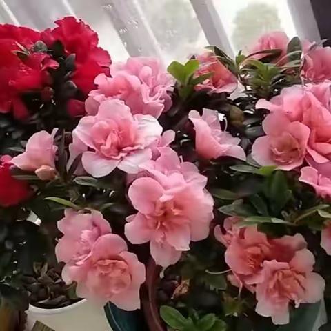 知足常乐👻的美篇