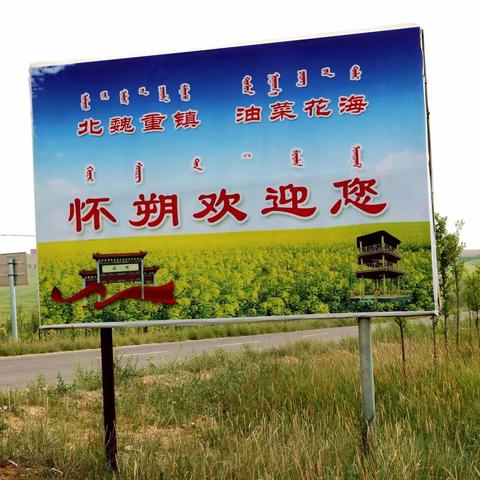 油菜花海