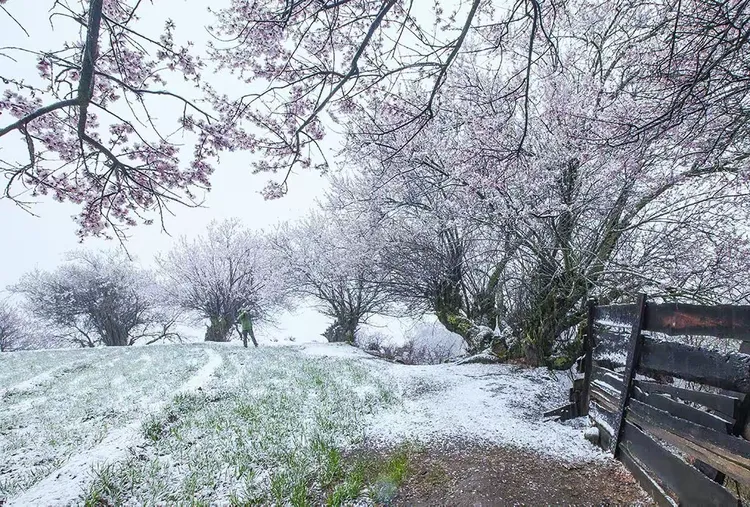 桃花雪