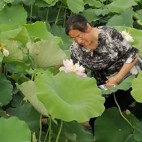 襄阳荷花湖2022.6.18