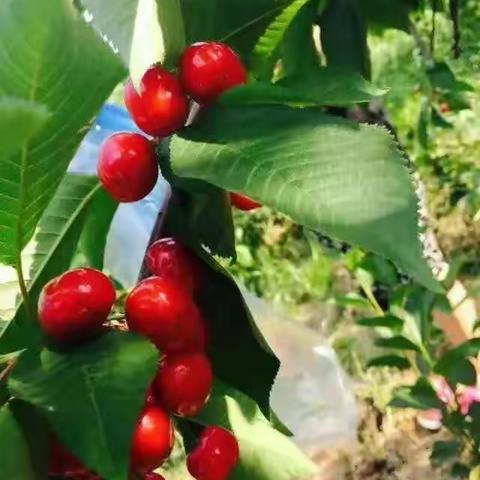 樱桃的季节是什么色的😃