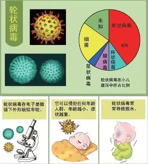 轮状病毒小知识
