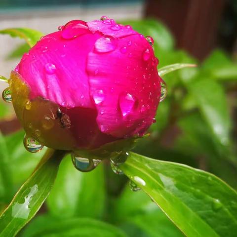 花盆里的芍药花