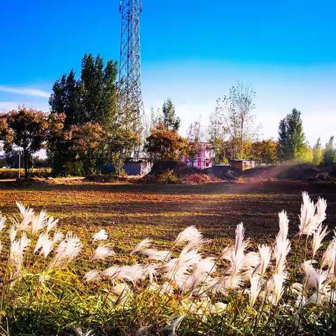 又到深秋（手机拍）