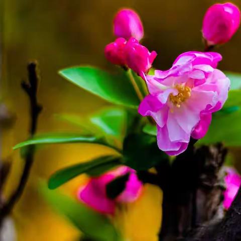 春天的色彩—2021年3月31号拍于孝直街心公园。