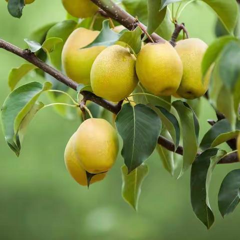 鲁山县董周乡第一届“酥梨杯”摄影 大赛征稿启事