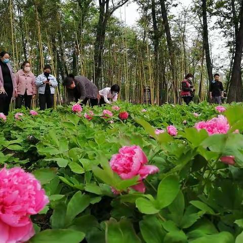 县树县花由您来选  城市形象全民打造