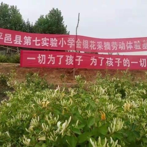 金银花香，多彩童年—平邑县第七实验小学四年级组采摘金银花活动掠影