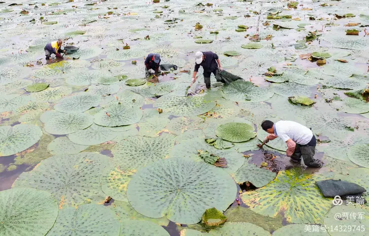 美丽运河我的家（第210集）—— 运河九月行记
