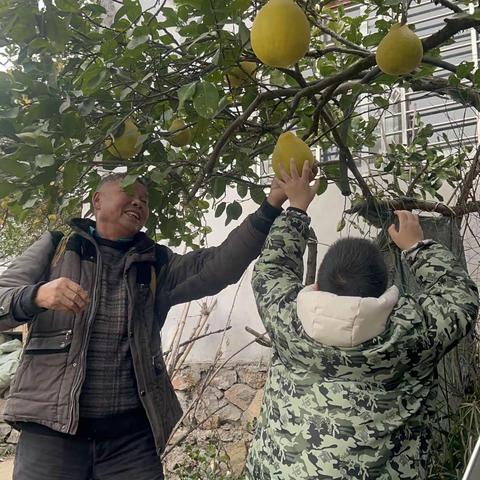 我劳动，我快乐！帮爷爷摘柚子啦！