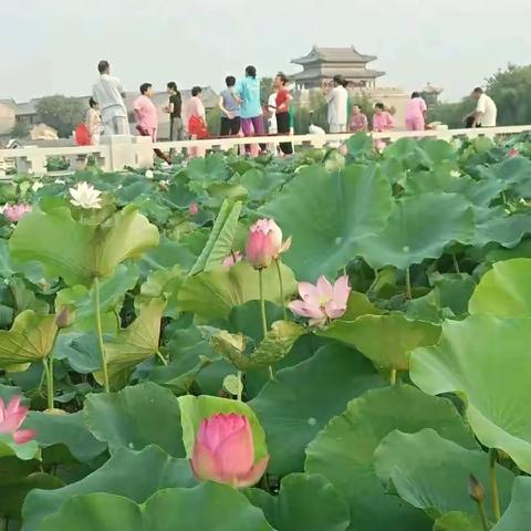 美景，都是人生中的过客！岁月留给了我们美好的回忆！