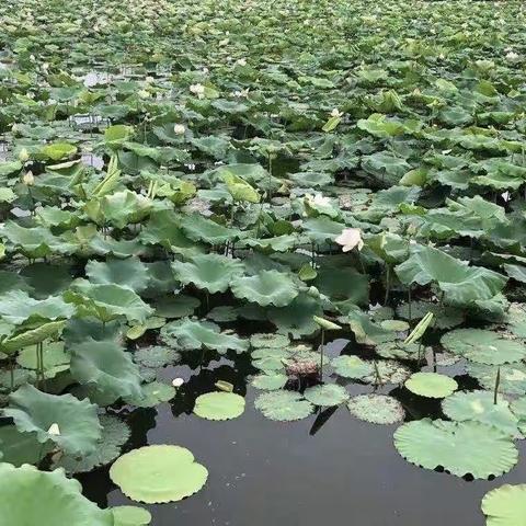 荷韵莲香，童声悠扬﻿——蔡甸四小“莲湖美”课程之诵读展演活动（七）