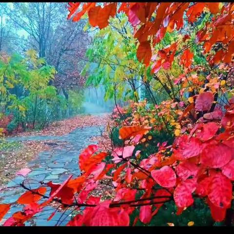 醉美清秋——森林公园摄影