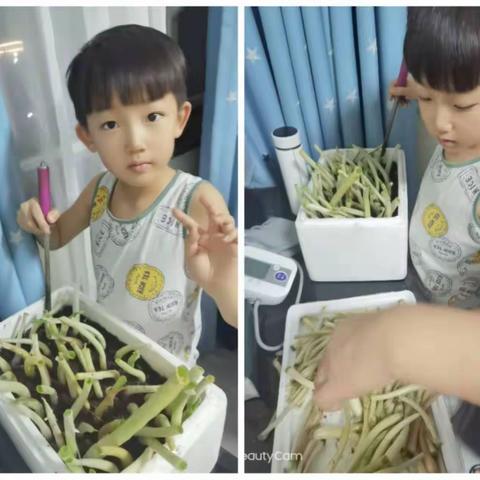 小小“菜农”学种菜，生活实践欢乐多--安图县王德泰红军小学二年四班张恩琦