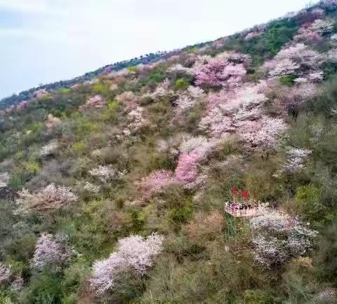 一路向"北"    赏樱登山