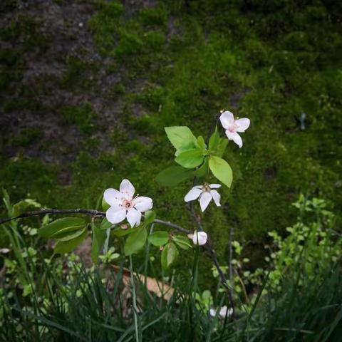 悄然开在二月的小花