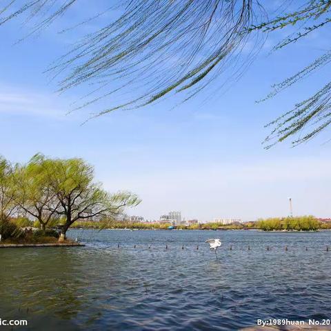 这一树树的花儿送与你