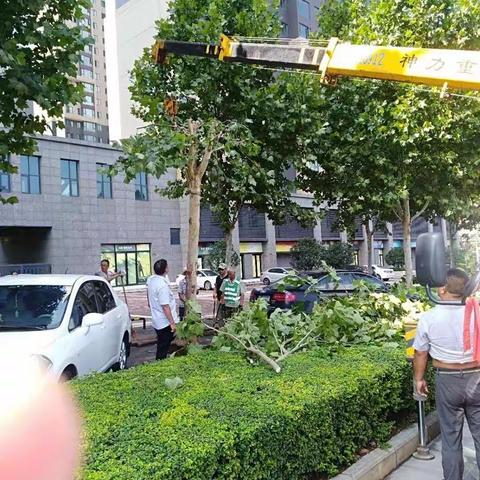 新密市城市园林绿化处快速应对暴风雨袭击保绿护绿