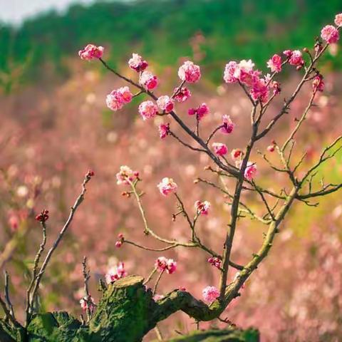 追寻雷锋，感恩三八——  完小 一六中队3月系列活动