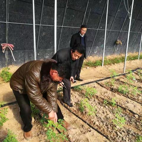 李县长到庞店村调研指导工作。