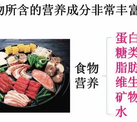 【育才教育集团“生命教育云课堂”】抗击疫情，从探索食物营养做起