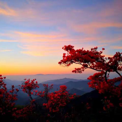 山花烂漫·浙江名家画杜鹃