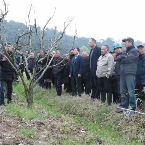 践行“三服务”，永远在路上——梨园管理培训、现场指导
