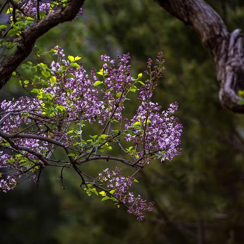 浓郁的丁香花开