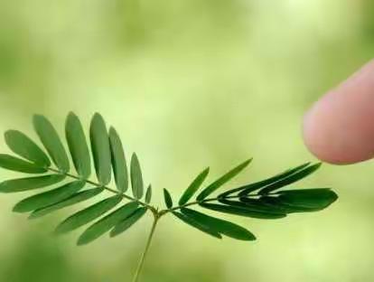 种植日记之【含羞草】——王晗轩