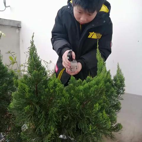 植树节