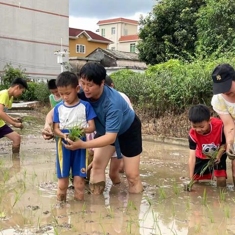 入田学农事 插秧悟农忙——记白石小学开展2023年夏季插秧劳动实践活动