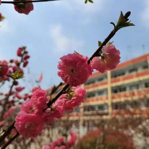 【本真教研】东风随春归，发我枝上花——市二小教师专业成长培训研修活动