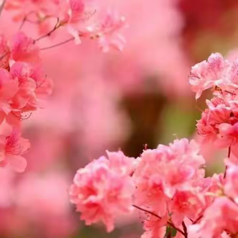 线上教研共成长 静待春暖百花开