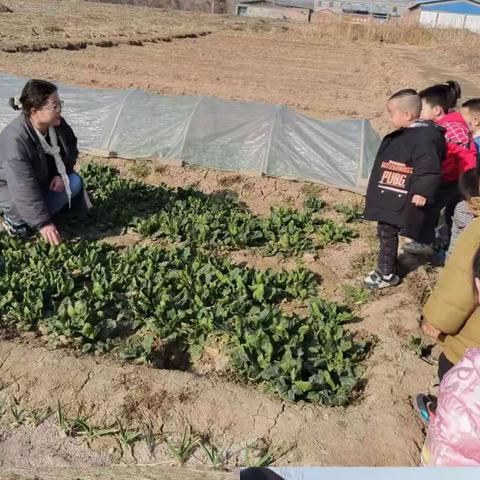 "韶光踏青春暖日，稚子游学促实践"——武家庄幼儿园春游活动