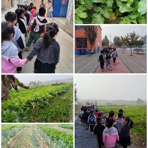 武家庄幼儿园【走进菜园，拥抱自然——认识蔬菜活动】