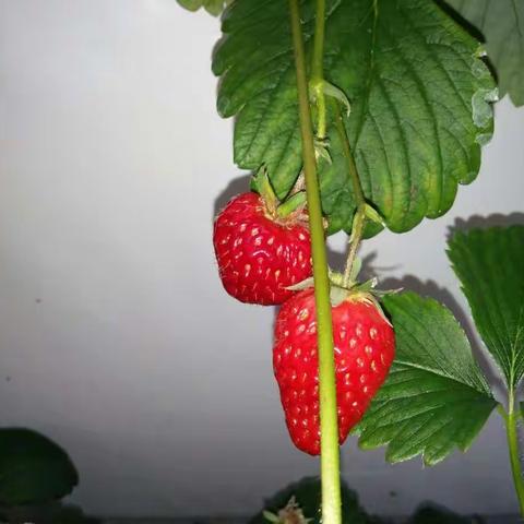 草莓🍓，我们来了