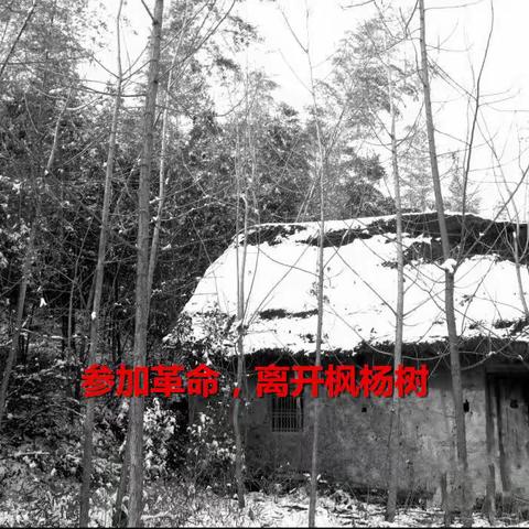 怀念父亲（一）参加革命，离开枫杨树