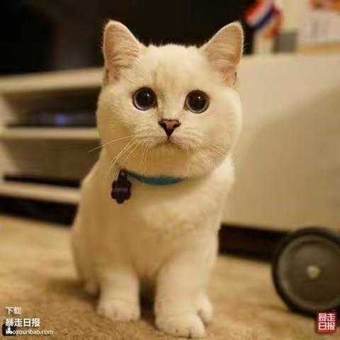 语言《公主的猫》