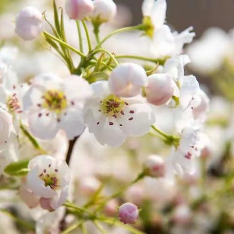 一枝梨花春带雨