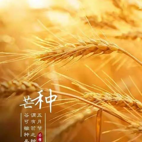 24节气的文化意义：“芒种”与心灵幸福