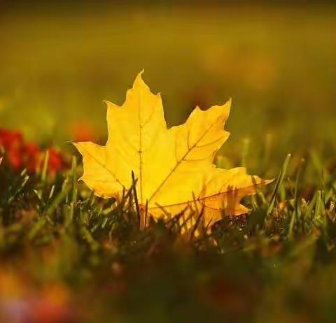 蓝天幼儿园中班段课程故事——秋·印象