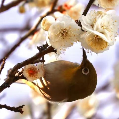 立春的幻想