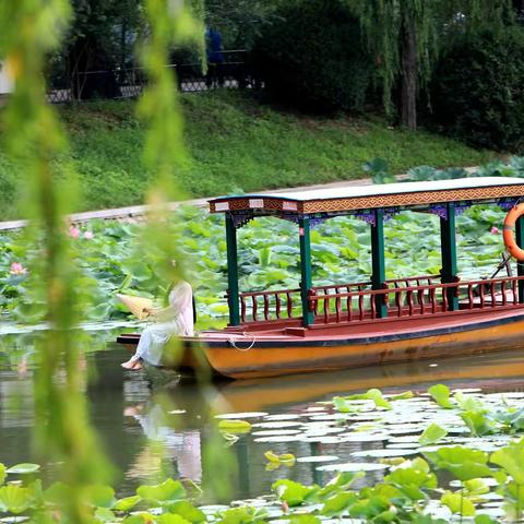 夏荡轻舟荷花渡（北京紫竹院公园）