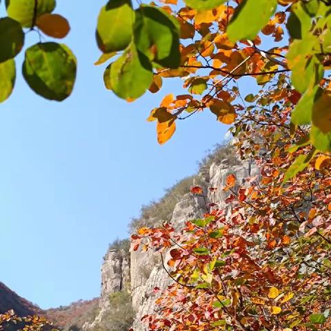 秋天红叶佛照山