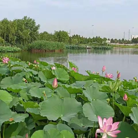 邯郸洺湖赏荷花