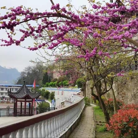 阳春三月芬芳二中