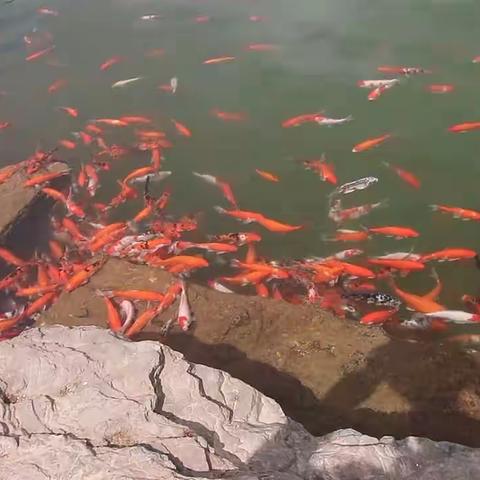 兄妹四人恼包村一日游！