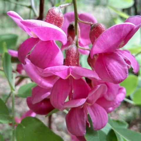 【班本课程】“有花来袭”—新华安心幼儿园太阳花班科学实践活动