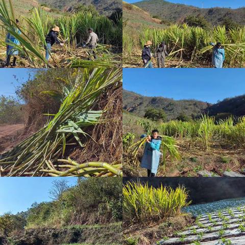 田园杂兴——劳动贺新禧