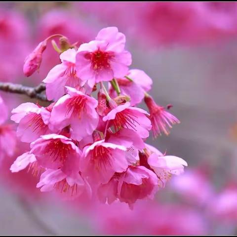 花繁色艳俏櫻花